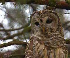 What's Up in Delaware, OH