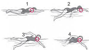 Gerakan koordinasi dalam renang adalah rangkaian gerakan yang menggabungkan antara gerakan lengan, kaki, dan pernapasan. 8 Teknik Renang Gaya Bebas Dan Gambarnya Olahragapedia Com