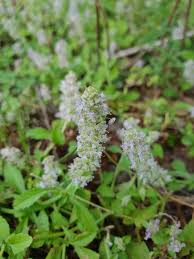 Image result for Platostoma