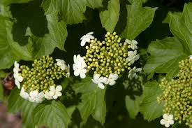 We did not find results for: Viburnum Cranberry Handy Andy S Nursery