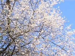 Maybe you would like to learn more about one of these? Seasonal Remedies 1 Healing With Bach Flowershealing With Bach Flowers