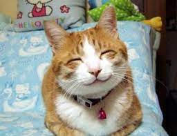 Simak saja daftar nama beserta artinya pada ulasan kali ini. 35 Gambar Kucing Comel Yang Lucu Dan Menggelikan Hati Naimjaaf