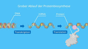 We did not find results for: Transkription Biologie Ablauf Und Rna Prozessierung Mit Video Mit Video Mit Video