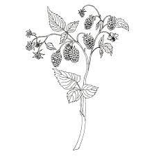 Find images of black plants. Black White Botanical Collection Botanical Illustration Studio By Anna Farba