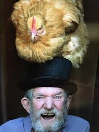 Chicken Therapy — Judy Marcus