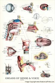 organs of sense and voice anatomy chart 24 x 36