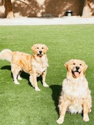 Maybe you would like to learn more about one of these? Tails Pet Resort 77 Photos 63 Reviews Pet Boarding 6050 West Lone Mountain Rd Las Vegas Nv United States Phone Number