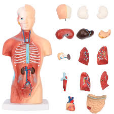 Female body parts diagram 5 photos of the female body parts diagram activate javascript anatomy of woman's body, diagram of female organs, diagram of organs in female body, female anatomy diagram, female body parts photo, female body parts pictures, human anatomy, anatomy of woman's body, diagram of female organs. Amazon Com Human Body Model Torso Anatomy Doll 15 Removable Parts Skeleton Visceral Brain With Detailed Manual 10 5inch Height Industrial Scientific