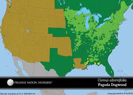 Maybe you would like to learn more about one of these? Cornus Alternifolia Pagoda Dogwood Prairie Moon Nursery