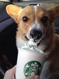 Kahlua Enjoying Her Starbucks Pupachino Corgi Corgi Dog Cute Dogs
