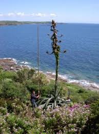 Check spelling or type a new query. St Michael S Mount Unexpected Garden The Traveling Gardener