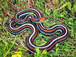 Pin On Snakes
