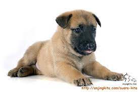 Rp 2.650.000 jual anak anjing murah, belgian malinois mix labrador. Adopsi Anak Anjing Belgian Malinois Mix Suara Kita Anjingkita Com