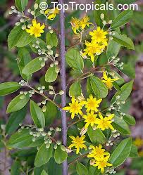 Image result for Grewia microthyrsa