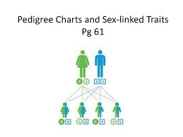 pedigree charts and sex linked traits pg 61