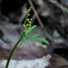 Image result for Ophioglossaceae