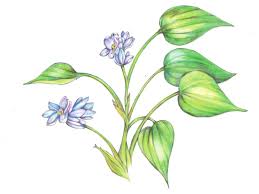 Image result for Monochoria