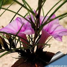 Image result for Ipomoea bolusiana