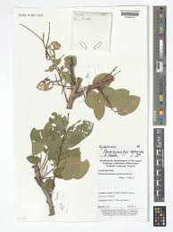 Image result for Pseudolachnostylis maprouneifolia