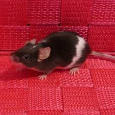 De zeven meiden die met hun kleine kindjes in het tienermoederhuis in. Kleurmuis Te Koop Uw Dierenwinkel In Zellik Brussel