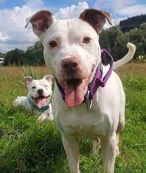 American pit bull terrier, pitbull (pt); The Truth About The White Pitbull An In Depth Guide