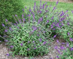 While the focus here is on bushes and shrubs there are of course desert flowers that grow in the lower arizona desert. Butterfly Bush Desert Horizon Nursery
