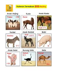 Perbuatan berkenaan adalah kesalahan serius kerana boleh menyebabkan penyebaran wabak penyakit itu ke kawasan lebih luas. Bee Library Kamus Bergambar Jenis Jenis Haiwan Ternakan