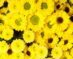 Order flowers online 24 hours a day, 7 days a week. Flower Spotlight Chrysanthemums Blogs Conroy S Flowers Long Beach