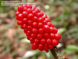 Check spelling or type a new query. Plantfiles Pictures Arisaema Species Dragon Root Green Dragon Arisaema Dracontium By Lindasc