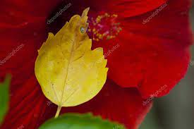 Old Hibiscus Leaf On Own Red Flower Stock Photo Aff Red Leaf Hibiscus Photo Ad