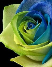 Green Blue Rose Belles Images De Fleurs Idees De Jardin Fleur Belle Rose