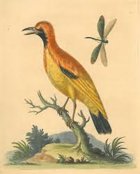 Über 80% neue produkte zum festpreis; Vogel Paradiesvogel Ein Goldener Paradiesvogel Kunst Nbsp Nbsp Grafik Nbsp Nbsp Poster Franziska Bierl Antiquariat