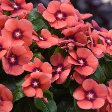 Image result for Vinca