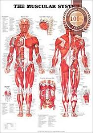 Details About New The Muscular System Anatomical Diagram Chart Muscles Print Premium Poster