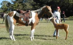 See more ideas about horses, buckskin horse, beautiful horses. Horse Colors Explained Five Star Ranch