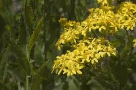 Image result for Senecio latifolius