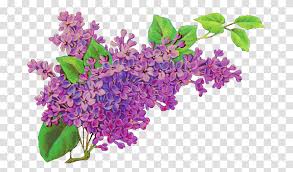 Check spelling or type a new query. Common Lilac Flower Purple Lavender Plant Blossom Flower Bouquet Flower Arrangement Transparent Png Pngset Com