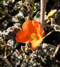 We did not find results for: Charming Colors And Strange Structures Of The Southern California Desert Flowers Chloe Van Loon S Nature Blog