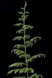 Image result for Lycopodiella cernua