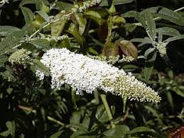 Image result for Komule střídavolisté