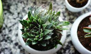 Check spelling or type a new query. Aloe Aristata Care How To Grow Lace Aloe Epic Gardening