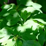 Springtime Tree Medicines