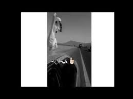 تصاميم شيلات قصيره طناخة تصميم ستوريات انستقرام ـ شيلات حماسية حالات واتس اب بدون حقوق youtube polaroid film art film