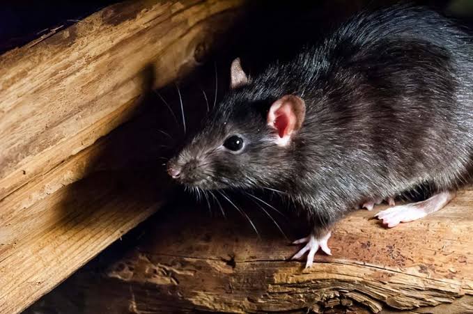 Rodent Control