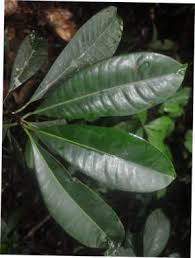 Image result for Hunteria umbellata