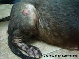Image result for scabies dogs detail