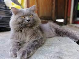 Persian cat, himalayan, tabby, bicolor, particolor, calico, van dan silver, cfa kuantan cattery. Cara Mengubati Luka Kucing Berulat Bnorerama Net