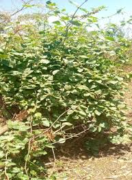 Image result for Phytolacca dodecandra