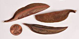 Image result for Pterospermum acerifolium