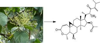 Image result for Neoboutonia